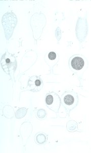 Annales des Sciences Naturelles Botaniques (17786692243)