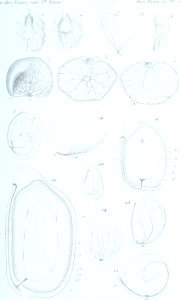 Annales des Sciences Naturelles Botaniques (18407396145)