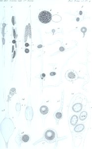 Annales des Sciences Naturelles Botaniques (18219515448)