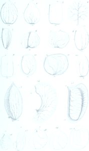 Annales des Sciences Naturelles Botaniques (17784749894)