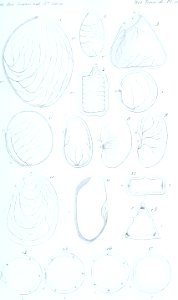 Annales des Sciences Naturelles Botaniques (18219684270)