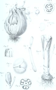 Annales des Sciences Naturelles Botaniques (17786763403)