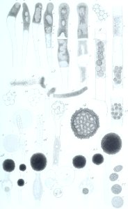 Annales des Sciences Naturelles Botaniques (18403213802)