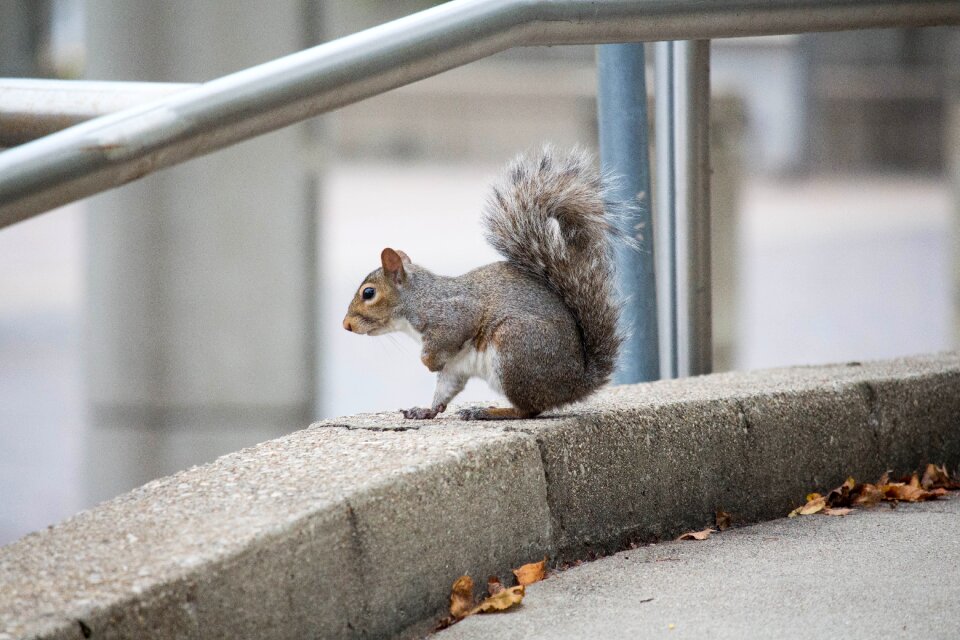 Nature wood squirrel