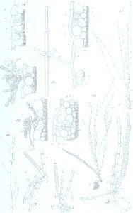 Annales des Sciences Naturelles Botaniques (18219538758)