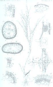 Annales des Sciences Naturelles Botaniques (18407366425)
