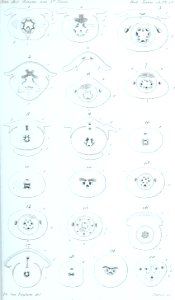 Annales des Sciences Naturelles Botaniques (18219673070)