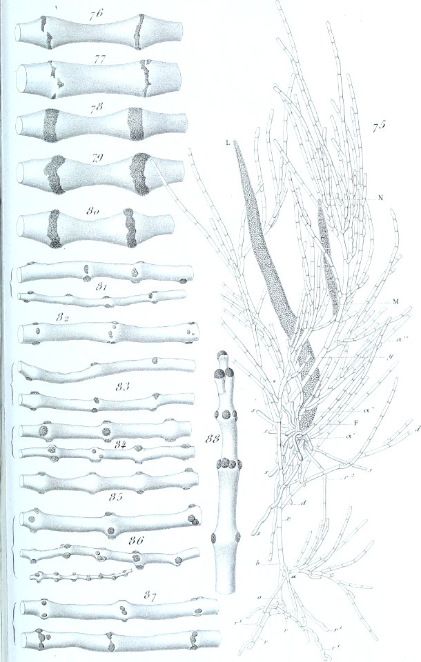 Annales des Sciences Naturelles Botaniques (18407379385)