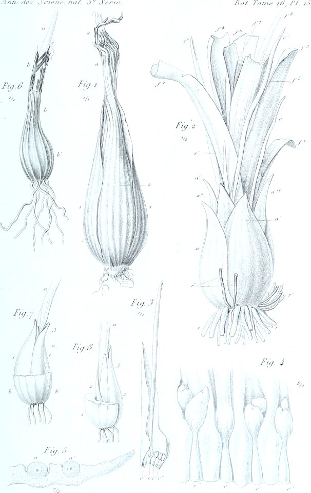 Annales des Sciences Naturelles Botaniques (18381020656)