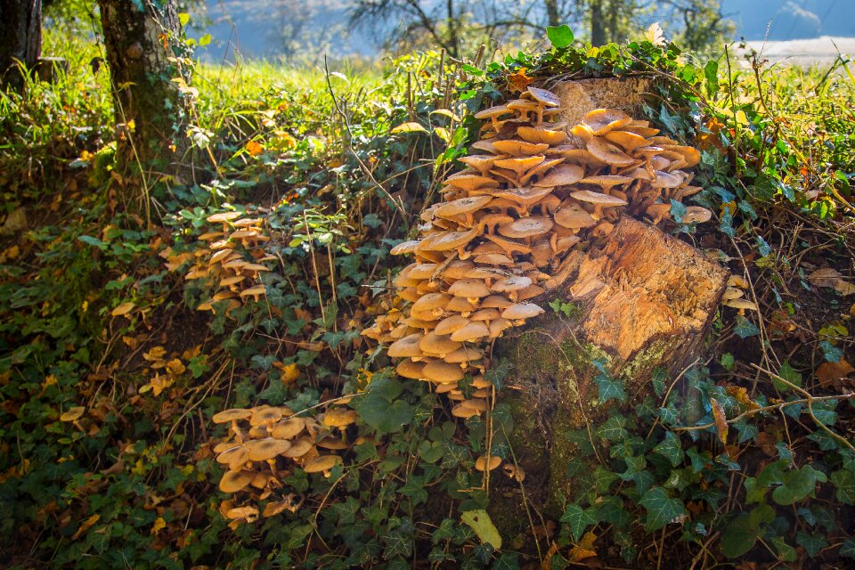 Tree schwefelkopf symbiosis