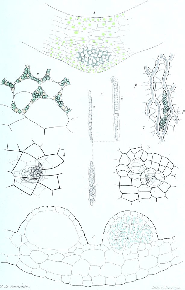 Annales des Sciences Naturelles Botaniques (18403260642)