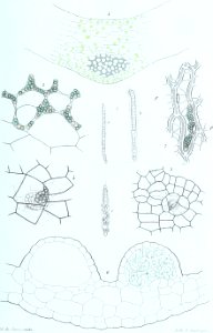 Annales des Sciences Naturelles Botaniques (18403260642)