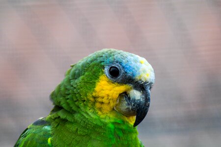 Color animal feather photo