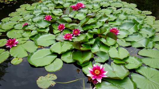 Bloom water nature