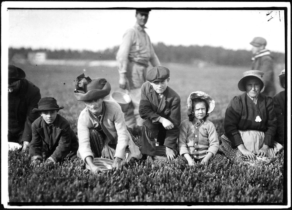 Annette Roy, the youngest worker, 7 years old. Picked last summer. Also Napoleon Ruel, 9 years old. South Carver, Mass. - NARA - 523468