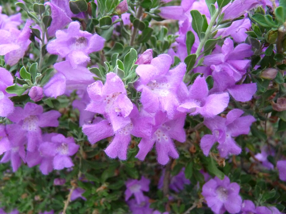 Lilac nature lilac flower lilac natural photo