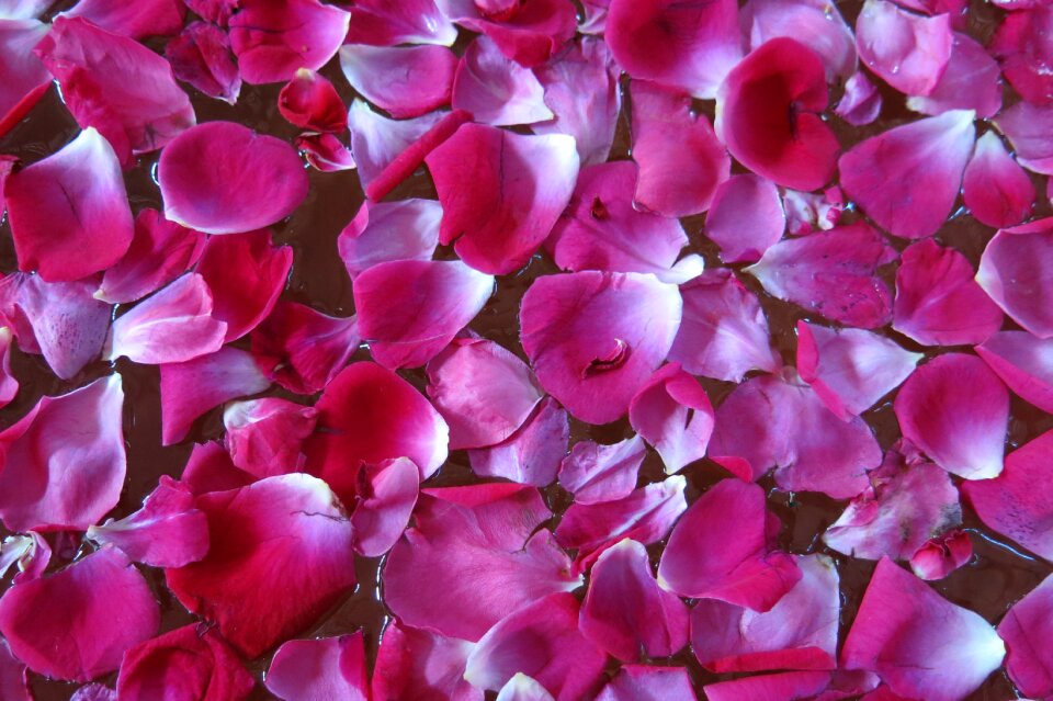Petal rose petals rose