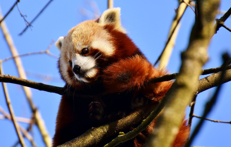 Ailurus fulgens predator mammal