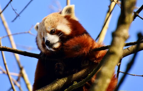 Ailurus fulgens predator mammal