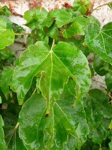 Wet rain green