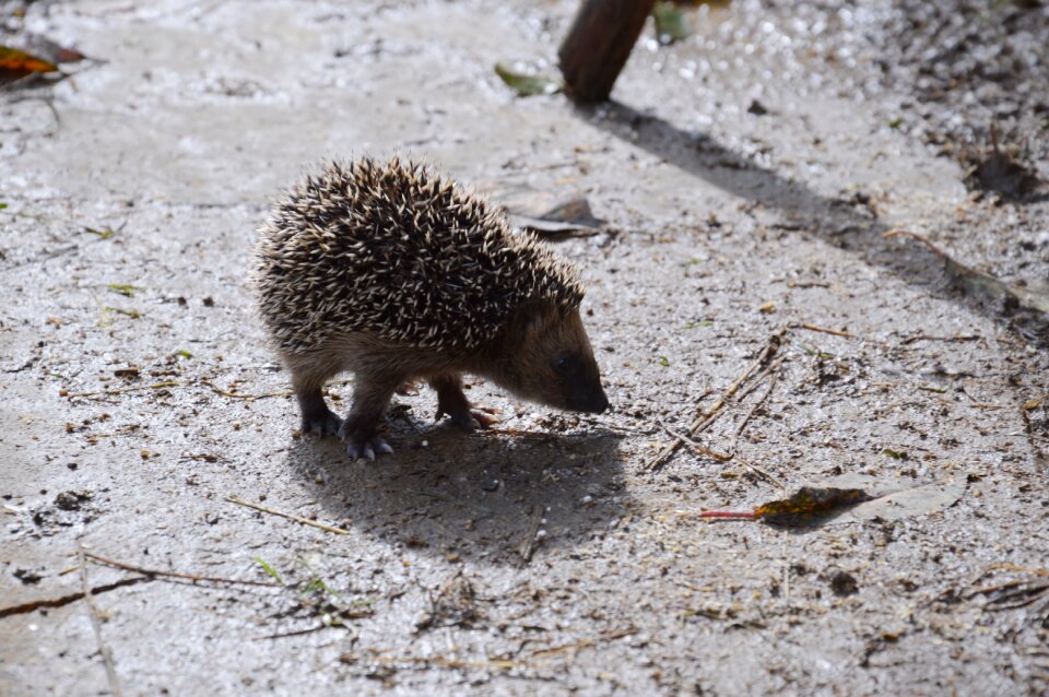 Animal world animal hedgehog