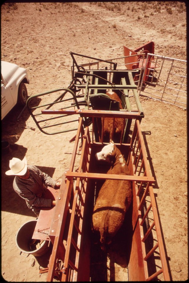 Annual-spring-roundup-of-cattle-raised-on-experimental-farm-operated-by-epas-las-vegas-national-research-center-may-1972 7136558351 o