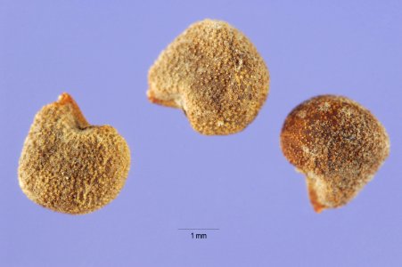 Anodacristata