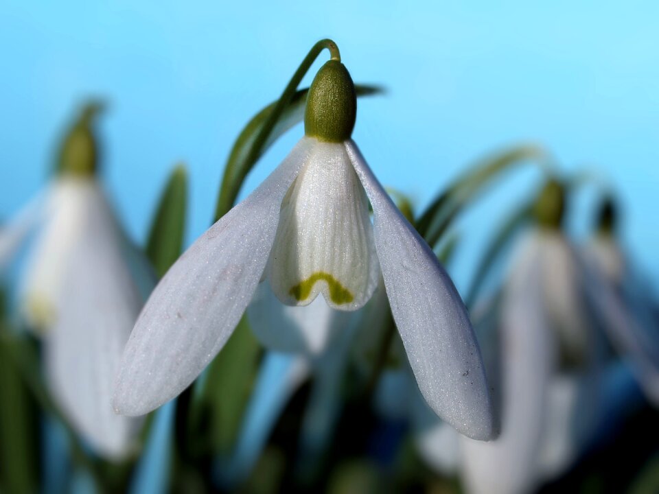 Snowdrops flowers winter