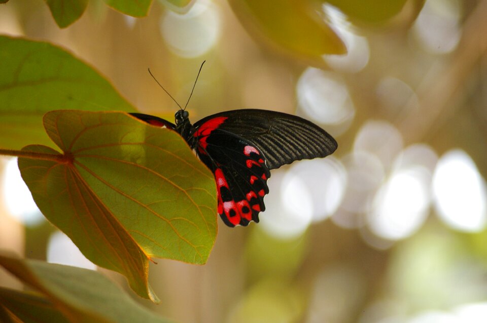 Nature close up black red