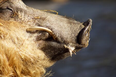 Mammal wild wollsau
