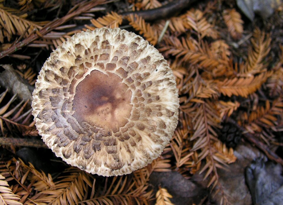 Fungi nature woodland