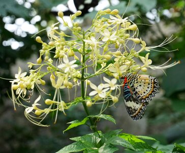 Butterfly feeding garden
