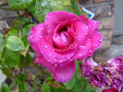 Drip rain nature