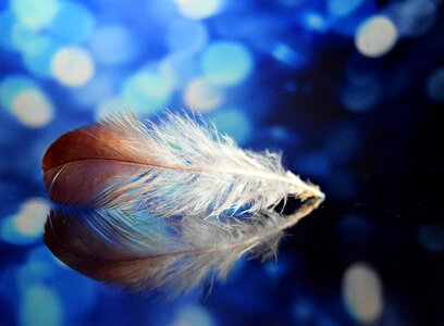 Color feather colorful photo