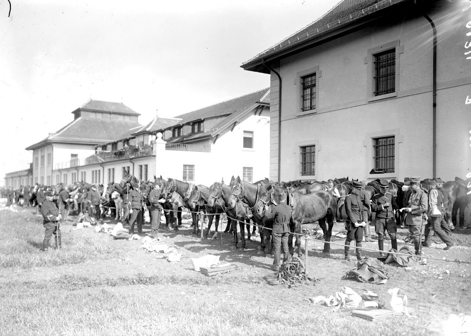 Anpassen des Geschirrs an die Pferde im Zeughaus Lyss - CH-BAR - 3238467