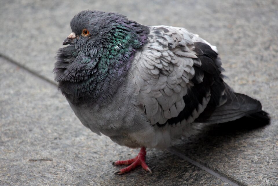 Pigeon animal nature