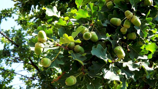 Foliage acorns green