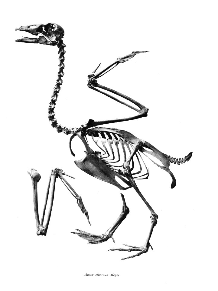 Anser cinereus 117