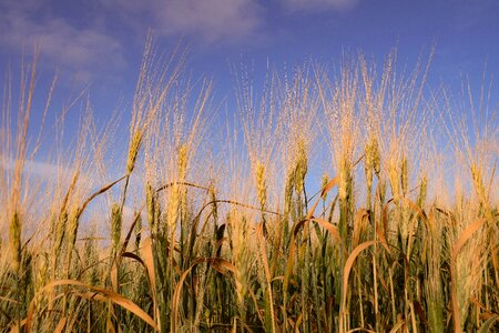 Crop rural barley