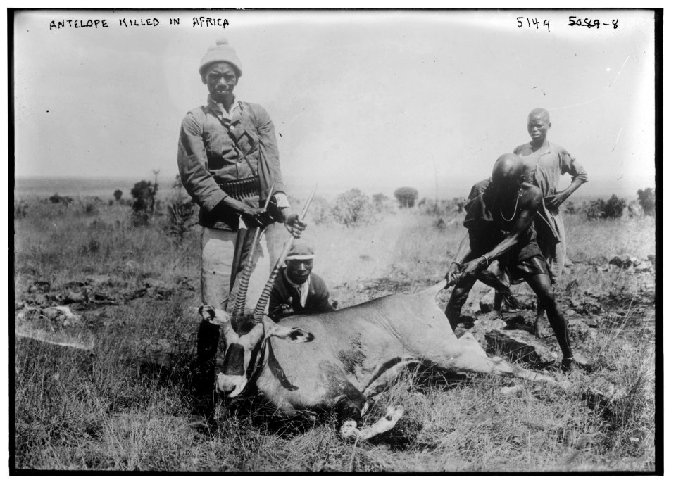 Antelope killed in Africa LCCN2014710356