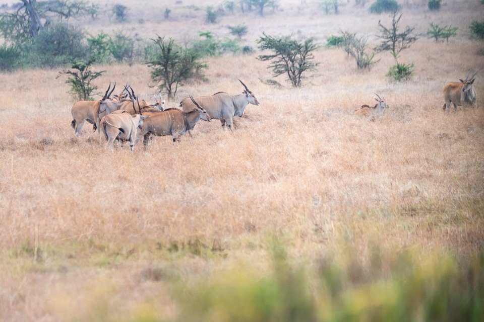 Antelopes at Nairobi National Park, Kenya