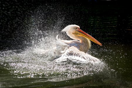 Wing bird zoo photo