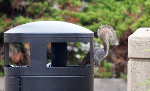 Trash fall wildlife