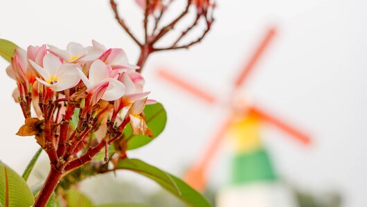 Blooming plant spring