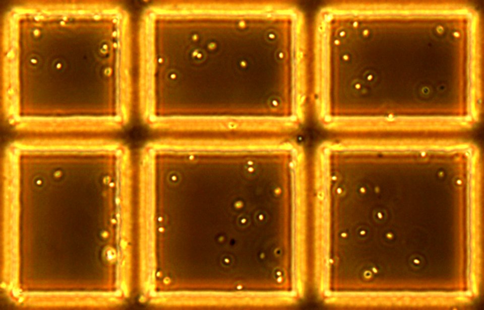 Anthrax bacillus spores (5940428555)