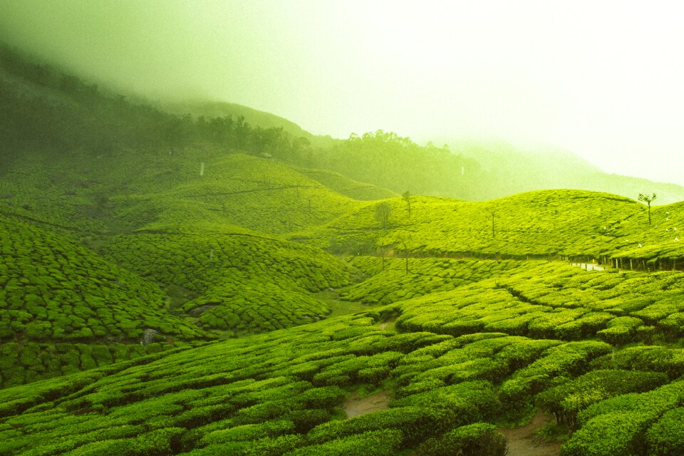 Field mountain plantation