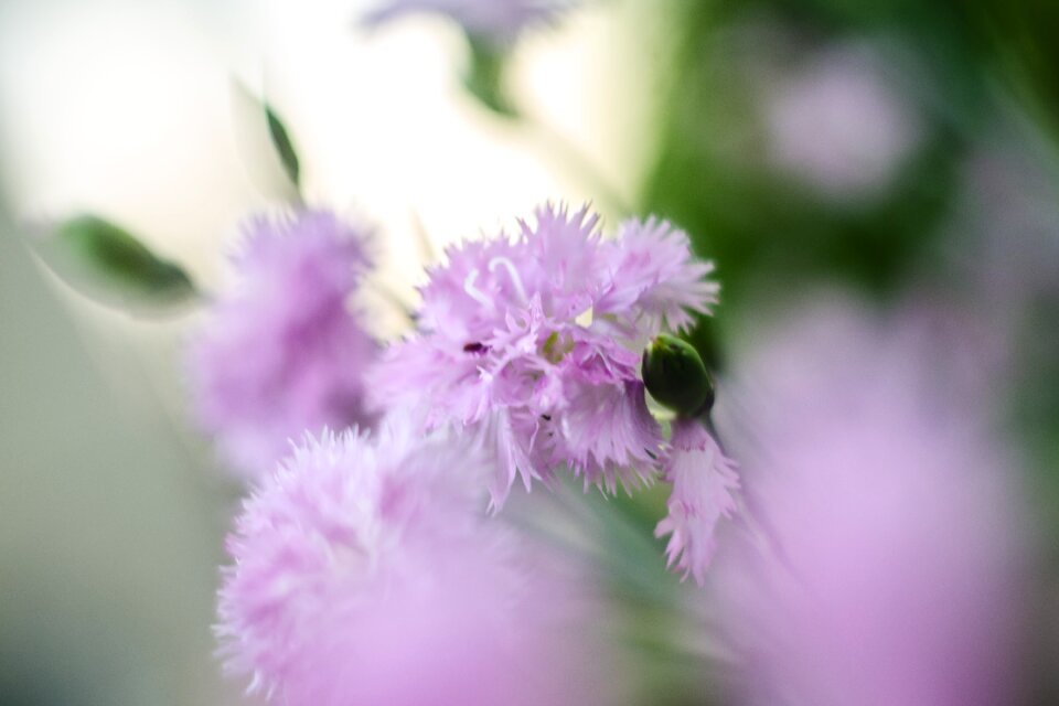 Blooming plants spring