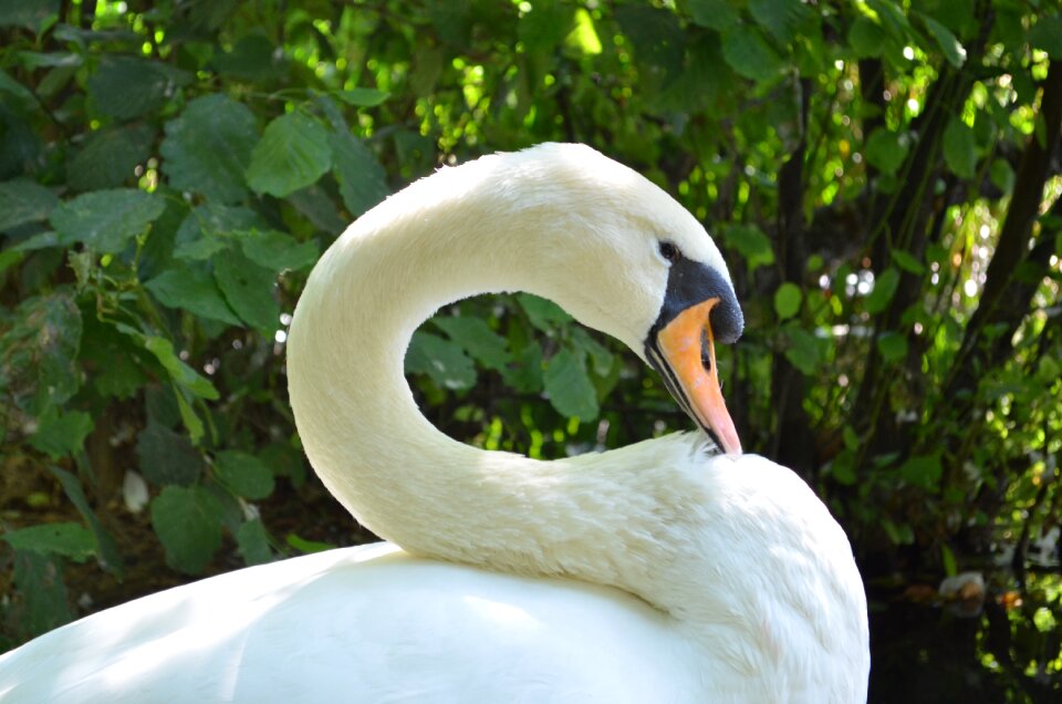 Swan laguna albania