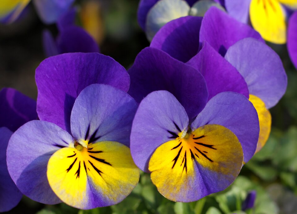 Bloom violet yellow