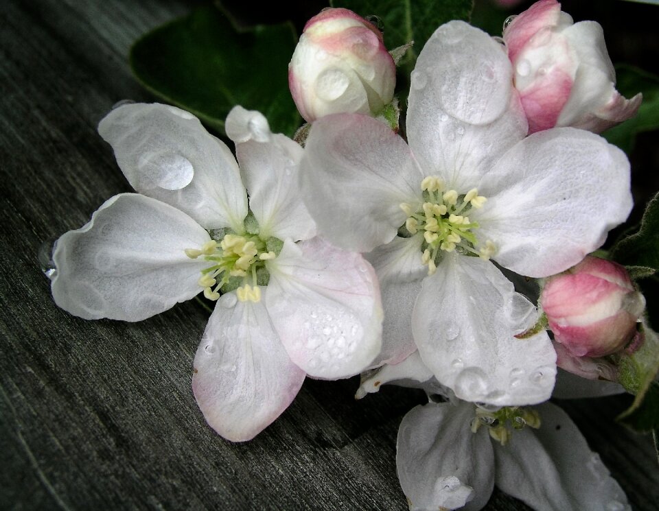Flower blooms gray apple